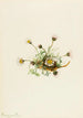 Vergerette à feuilles découpées Erigeron compositus - Mary Vaux Walcott — weergave van het kunstwerk
