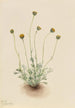 Vergerette à feuilles découpées Erigeron compositus nudus - Mary Vaux Walcott — weergave van het kunstwerk