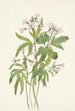 Dentaria laciniata - Mary Vaux Walcott — weergave van het kunstwerk