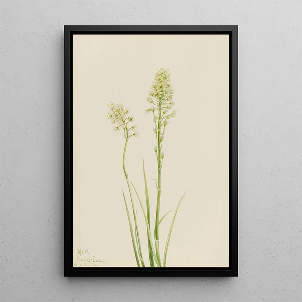 Mary Vaux Walcott - Death Camas Zygadenus venenosus.webp