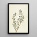 Sauge de la Vallée de la Mort Salvia funerea - Mary Vaux Walcott — ingelijst kunstwerk aan de muur