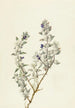 Sauge de la Vallée de la Mort Salvia funerea - Mary Vaux Walcott — weergave van het kunstwerk