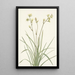 Deathcamas Zygadenus elegans - Mary Vaux Walcott — ingelijst kunstwerk aan de muur