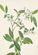 Deerberry Polycodium stamineum - Mary Vaux Walcott — weergave van het kunstwerk