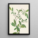 Deerberry Polycodium stamineum - Mary Vaux Walcott — ingelijst kunstwerk aan de muur