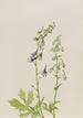 Delphinium Delphinium scopulorum - Mary Vaux Walcott — weergave van het kunstwerk