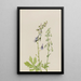 Delphinium Delphinium scopulorum - Mary Vaux Walcott — ingelijst kunstwerk aan de muur