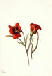 Desert Mariposa Calochortus kennedyi - Mary Vaux Walcott — weergave van het kunstwerk