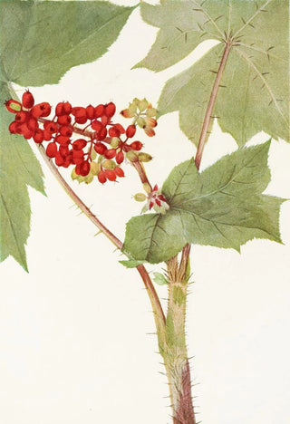 Mary Vaux Walcott - Devilsclub Echinopanax horridum.webp