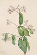 Dogbane Apocyum androsaemfolium - Mary Vaux Walcott — weergave van het kunstwerk