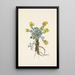 Fleur de Double Bladderpod Physaria didymocarpa - Mary Vaux Walcott — ingelijst kunstwerk aan de muur