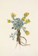 Fleur de Double Bladderpod Physaria didymocarpa - Mary Vaux Walcott — weergave van het kunstwerk