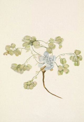 Mary Vaux Walcott - Double Bladderpod fruit Physaria didymocarpa.webp