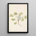 Fruit de Double Bladderpod Physaria didymocarpa - Mary Vaux Walcott — ingelijst kunstwerk aan de muur