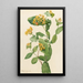 Chèvrefeuille de Douglas Lonicera glaucescens - Mary Vaux Walcott — ingelijst kunstwerk aan de muur