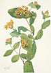 Fleur de Chèvrefeuille de Douglas Lonicera glaucescens - Mary Vaux Walcott — weergave van het kunstwerk