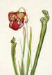 Sarracénie de Drummond Sarracenia drummondii - Mary Vaux Walcott — weergave van het kunstwerk