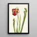 Sarracénie de Drummond Sarracenia drummondii - Mary Vaux Walcott — ingelijst kunstwerk aan de muur