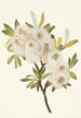 Saule de Drummond Salix drummondiana - Mary Vaux Walcott — weergave van het kunstwerk