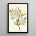 Saule de Drummond Salix drummondiana - Mary Vaux Walcott — ingelijst kunstwerk aan de muur