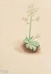 Saxifrage précoce Saxifraga virginiensis - Mary Vaux Walcott — weergave van het kunstwerk