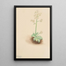 Saxifrage précoce Saxifraga virginiensis - Mary Vaux Walcott — ingelijst kunstwerk aan de muur