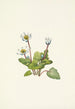 Elkslip Caltha leptosepala - Mary Vaux Walcott — weergave van het kunstwerk