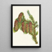 Engelmannspar Schilderij Picea engelmanni - Mary Vaux Walcott — ingelijst kunstwerk aan de muur