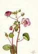 Eremalche rotundifolia - Mary Vaux Walcott — weergave van het kunstwerk