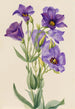 Eustoma russelianum - Mary Vaux Walcott — weergave van het kunstwerk