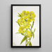 Onagre Oenothera - Mary Vaux Walcott — ingelijst kunstwerk aan de muur