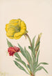 Onagre Oenothera howardi - Mary Vaux Walcott — weergave van het kunstwerk