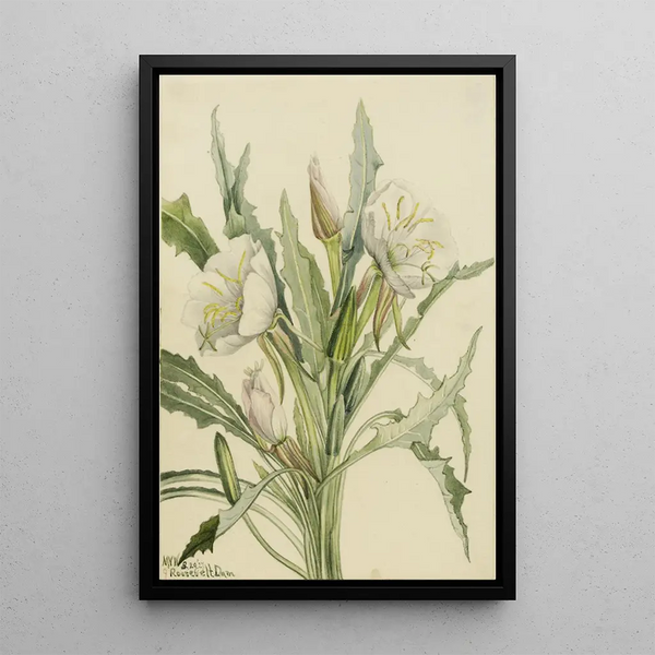 Mary Vaux Walcott - Evening Primrose Pachyoplus hirsutus.webp