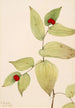 Clochettes de fée Disporum trachycarpum - Mary Vaux Walcott — weergave van het kunstwerk
