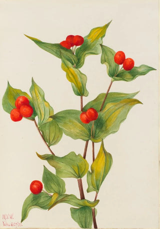 Mary Vaux Walcott - Fairybells Disporum hookeri.webp