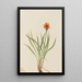 Faux pissenlit Agoseris aurantiaca - Mary Vaux Walcott | Reproduction — ingelijst kunstwerk aan de muur