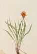 Faux pissenlit Agoseris aurantiaca - Mary Vaux Walcott | Reproduction — weergave van het kunstwerk