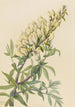 Faux indigo Baptista bructeata - Mary Vaux Walcott — weergave van het kunstwerk