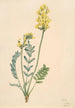 Faux locoweed Oxytropia gracilis - Mary Vaux Walcott | Reproduction — weergave van het kunstwerk