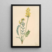 Faux locoweed Oxytropia gracilis - Mary Vaux Walcott | Reproduction — ingelijst kunstwerk aan de muur