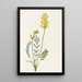 Faux Oxytropis gracilis - Mary Vaux Walcott | Reproduction — ingelijst kunstwerk aan de muur