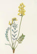 Faux Oxytropis gracilis - Mary Vaux Walcott | Reproduction — weergave van het kunstwerk