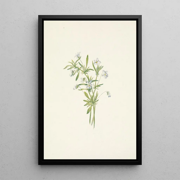Mary Vaux Walcott - Field Violet Viola rafinesquii.webp