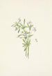 Violette des champs Viola rafinesquii - Mary Vaux Walcott — weergave van het kunstwerk