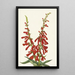 Pentstémon de feu Pentstemon eatonii - Mary Vaux Walcott — ingelijst kunstwerk aan de muur