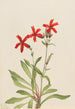 Silène de Virginie Silene virginica - Mary Vaux Walcott — weergave van het kunstwerk