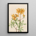 Azalée flamme Azalea lutea - Mary Vaux Walcott — ingelijst kunstwerk aan de muur