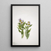 Vergerette à grandes fleurs Erigeron macranthus - Mary Vaux Walcott — ingelijst kunstwerk aan de muur