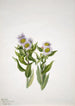 Vergerette à grandes fleurs Erigeron macranthus - Mary Vaux Walcott — weergave van het kunstwerk