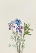 Studie van bloemen - Mary Vaux Walcott — weergave van het kunstwerk